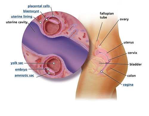 Pregnancy diagram