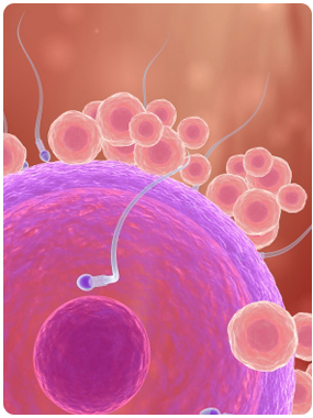 oral sex fertility Conception