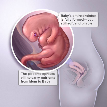 Pregnancy Symptoms Gone 7 Weeks Pregnancy Symptoms