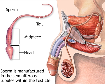 Do testicles produce testosterone