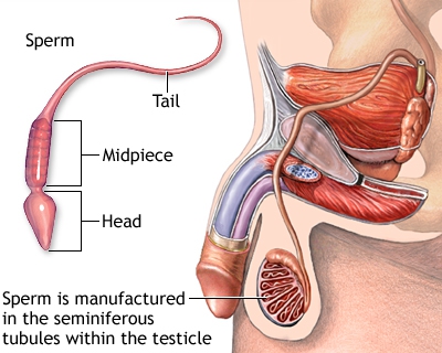 Signs of low testosterone levels in men