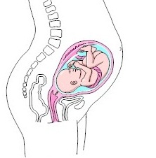 uterus size during pregnancy new kids center uterus size by week