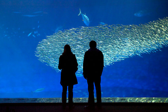 10 Best Aquariums In The Us New Kids Center Located Right By The Pacific Ocean This Is A Small Aquarium Usual Standards But Natural Beauty Second To None Because Can Pump