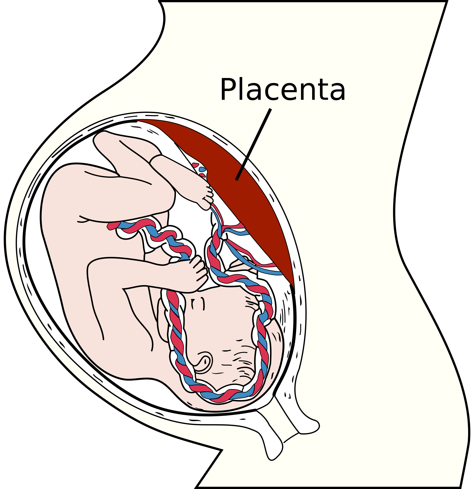 How a baby breathes in the womb: features of placental breathing. The role of the umbilical cord in the process of cellular respiration 50 How a baby breathes in the womb: features of placental breathing. The role of the umbilical cord in the process of cellular respiration 89