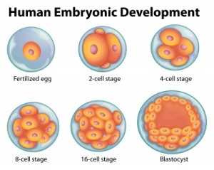 How Are Babies Made The Magic Process New Kids Center How Are Babies Made The Magic Process New Kids Center