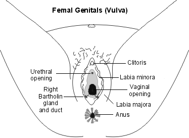 Female Reproductive System: Organs Functions and Problems - New Kids Center